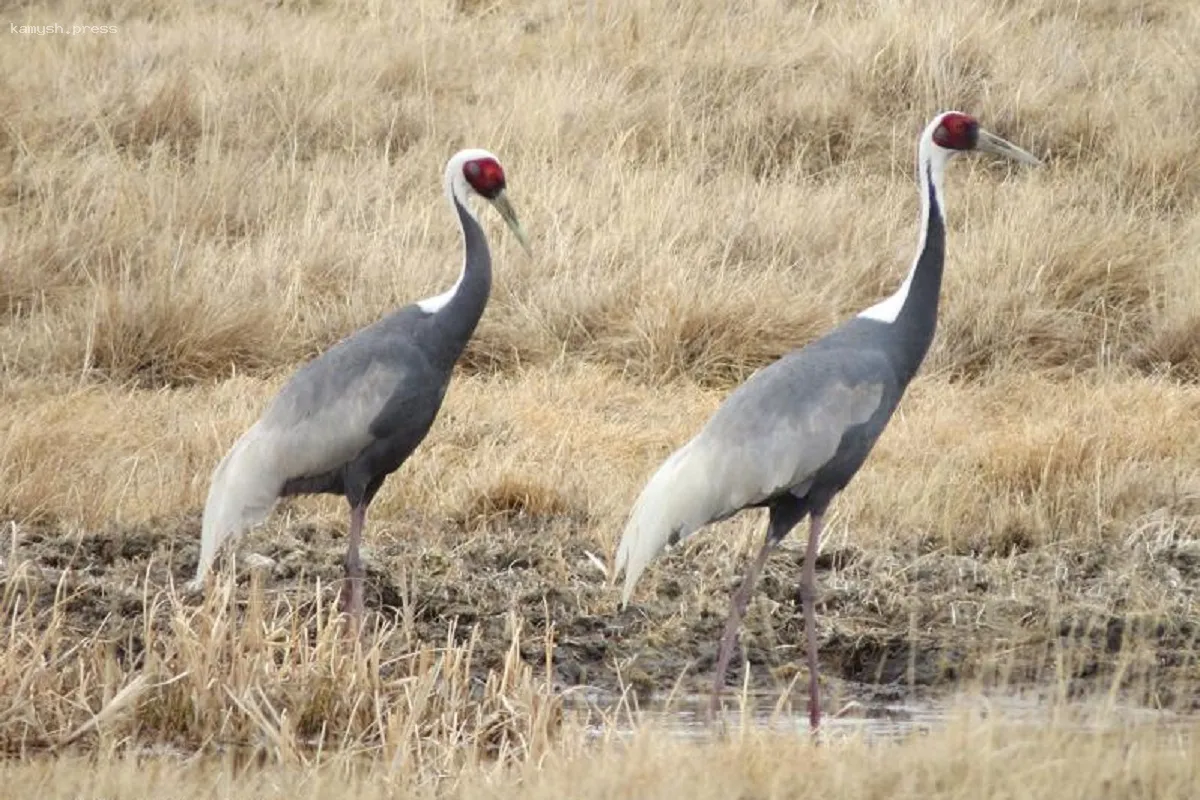 В Забайкальском крае наблюдается рост численности серых журавлей в Даурском заповеднике