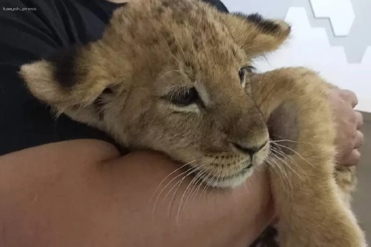 У Новосибирского зоопарка появится собственная ветклиника