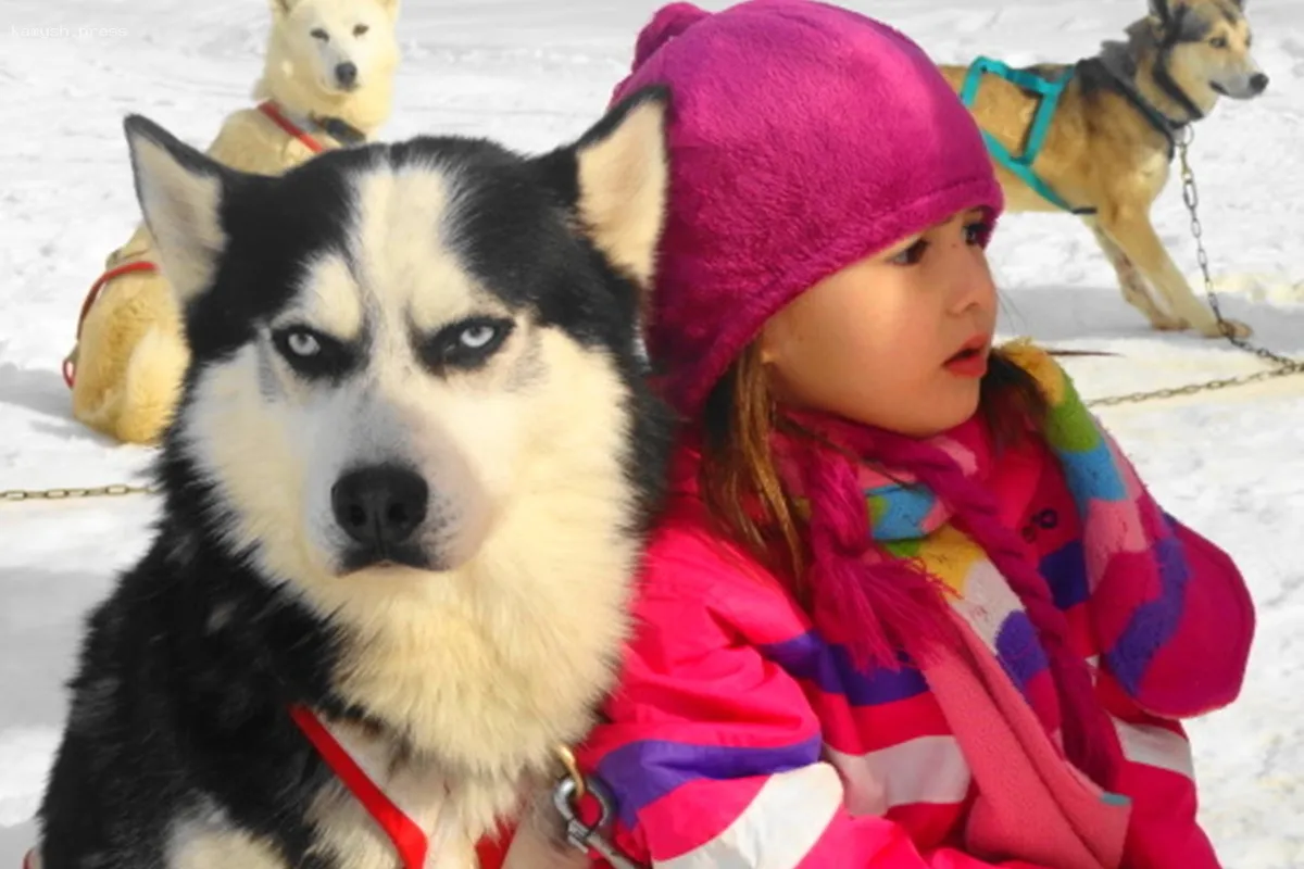 В Магадане откроется парк для хаски и новые кемпинг-места