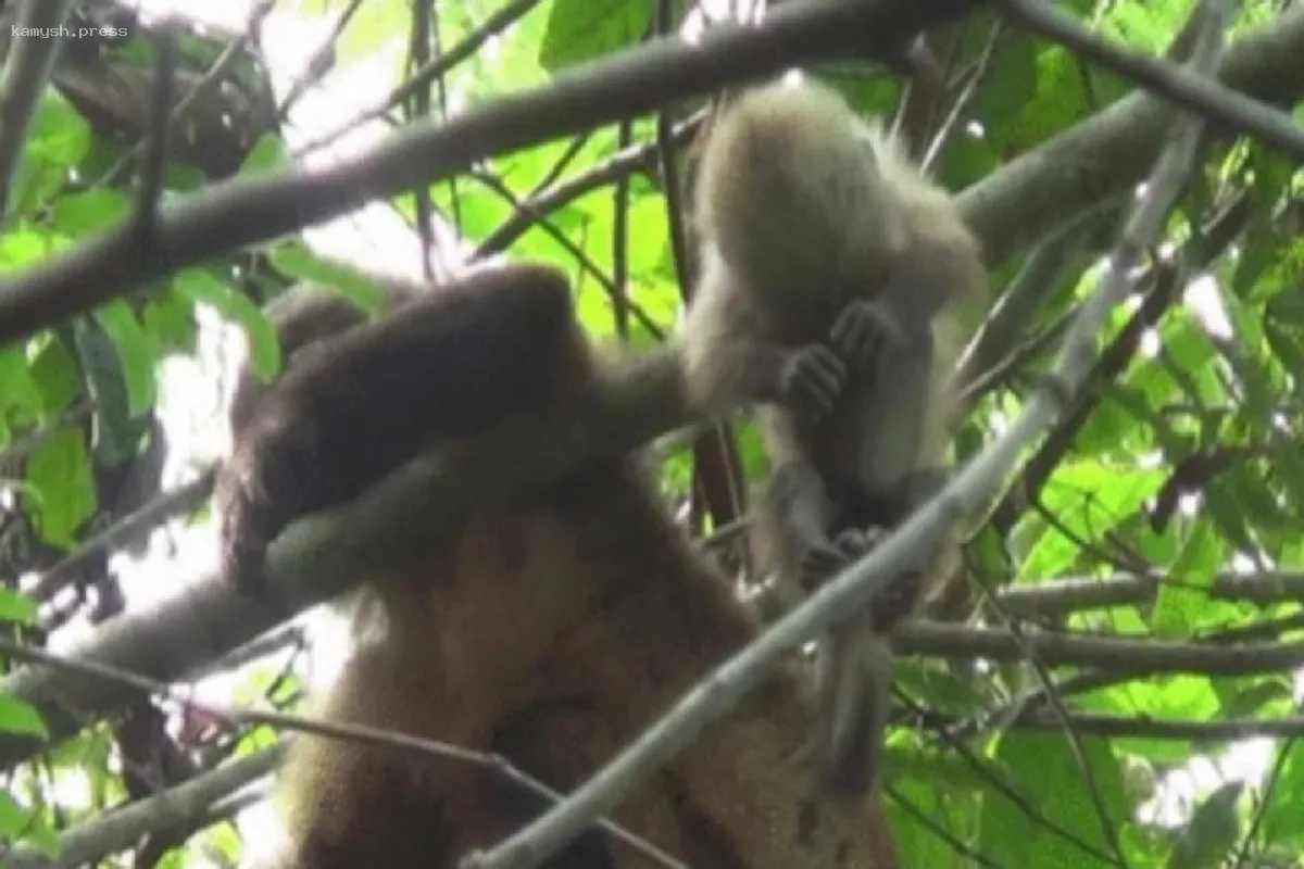 Исследователи предполагают, что приматы могут осознавать концепцию смерти