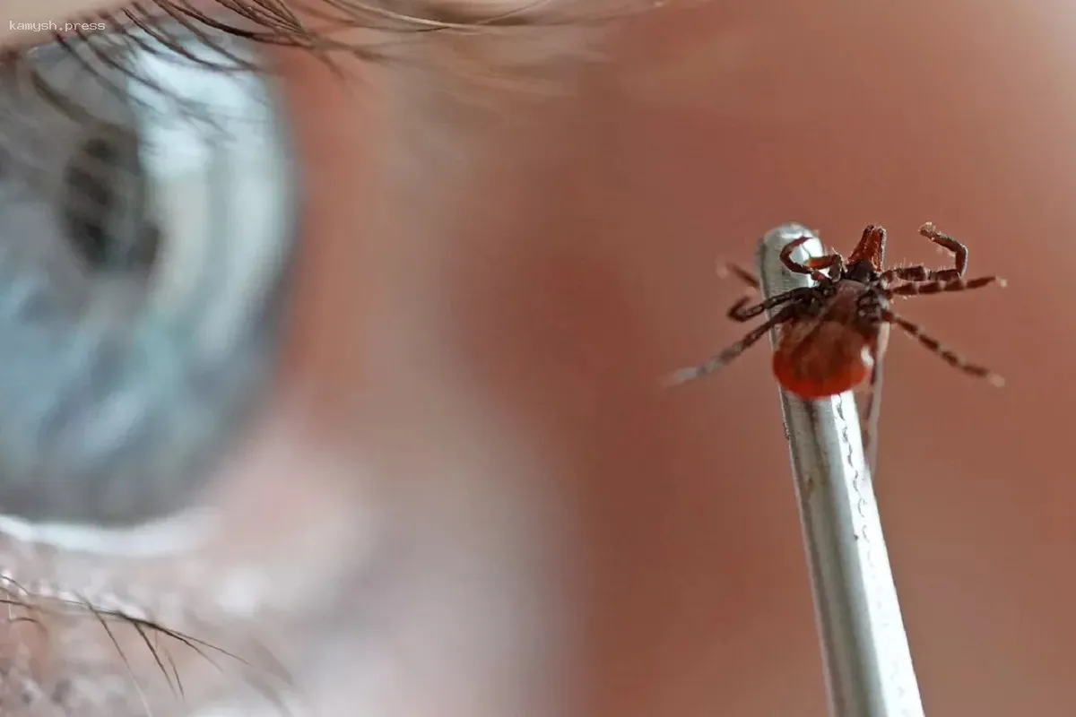 В Красноярском крае за неделю зафиксировано 51 случай укусов клещей