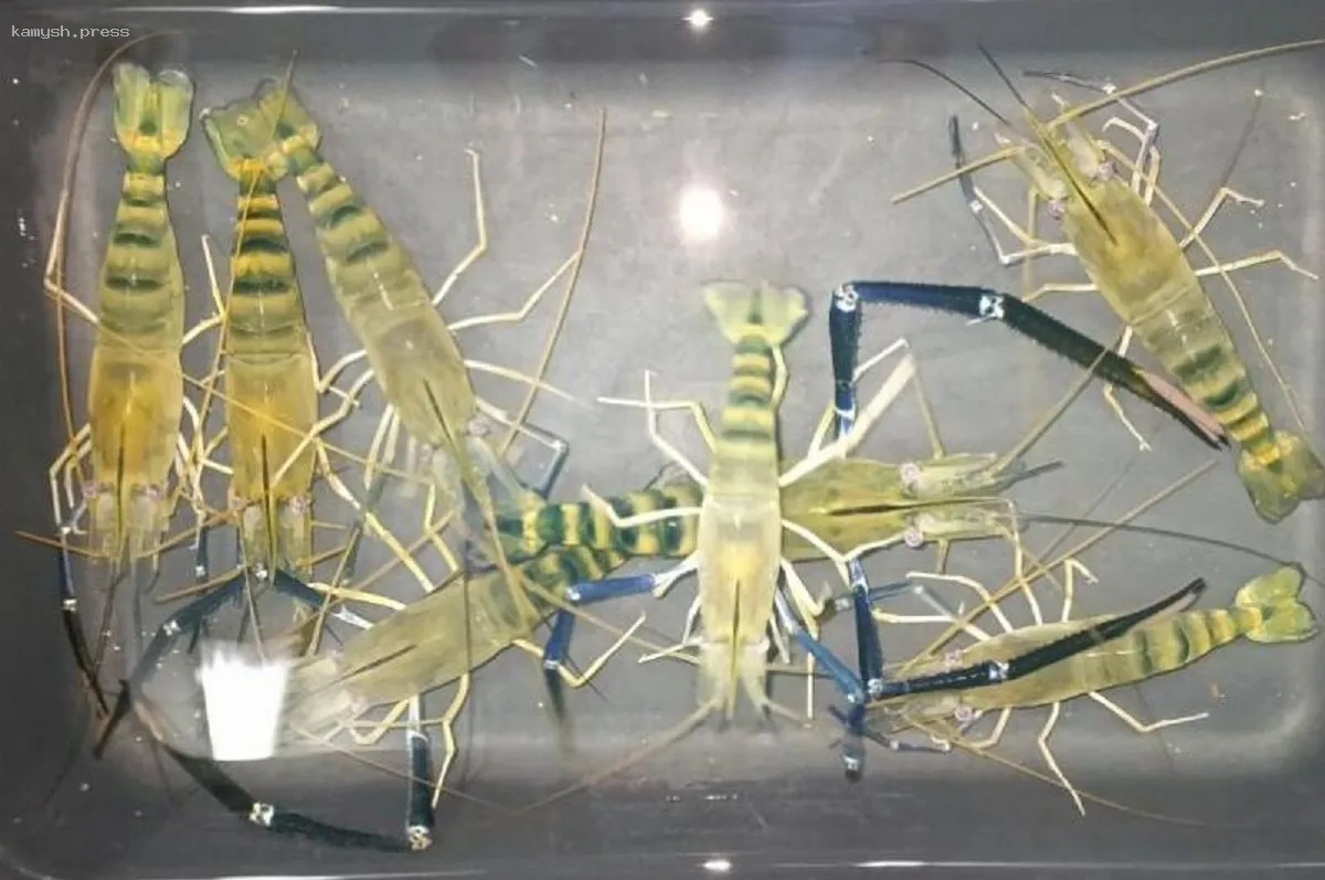 В России стартовал проект по аквакультуре креветок Розенберга