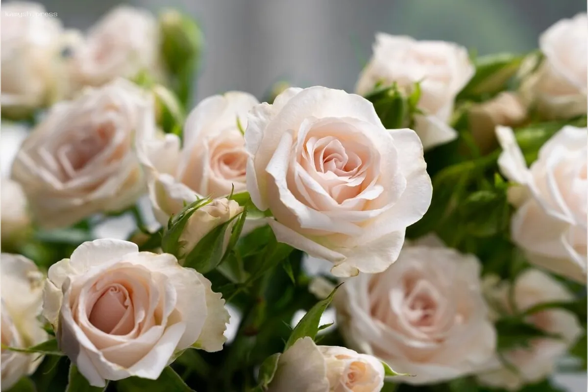 В Прикамье изменился владелец крупного розария