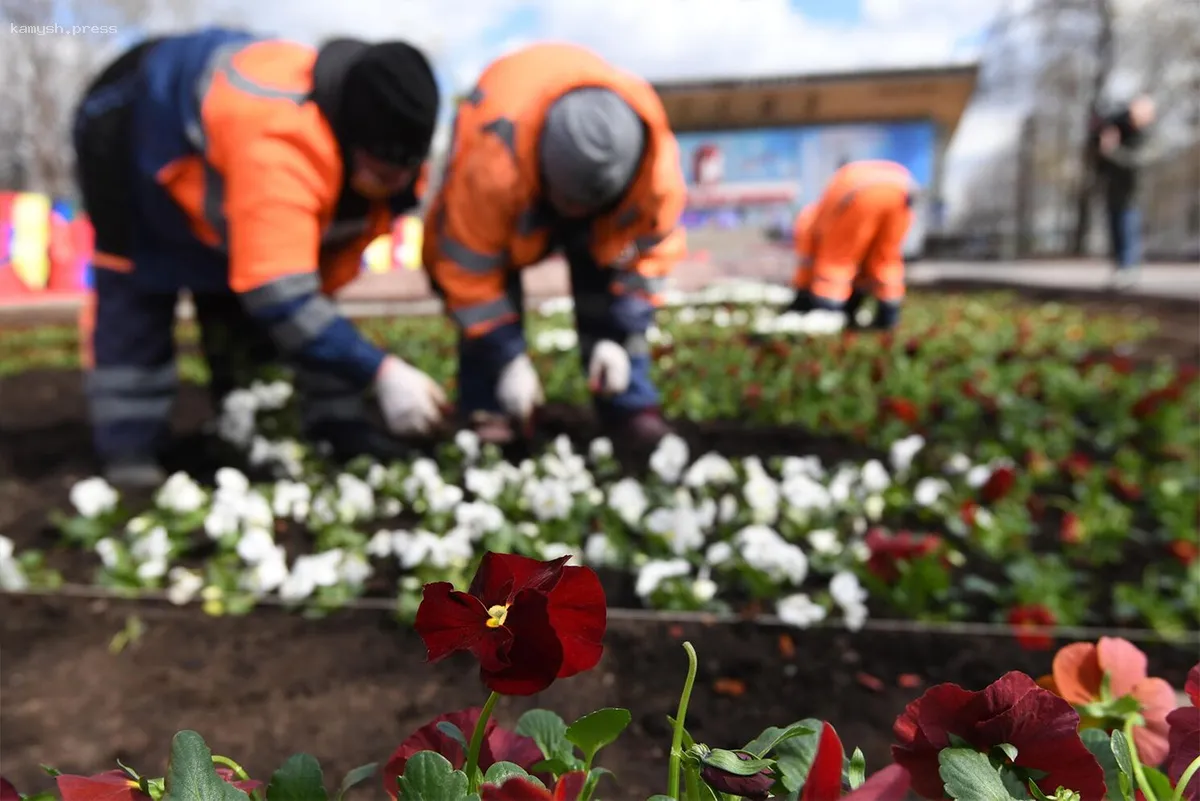 В Биробиджане стартовала обширная высадка зелени
