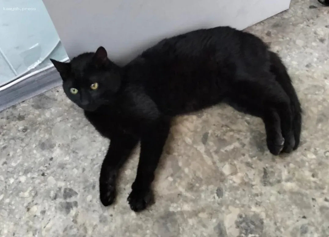 Кот из Стамбула ожидает разрешения на переезд из порта Новороссийска