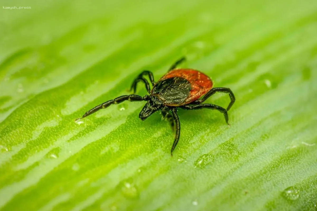 В Кемерове проведут обработку общественных зон от клещей