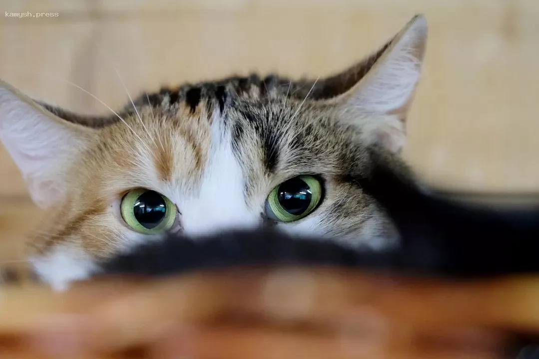 Как оказать первую помощь кошке: признаки боли и необходимость визита к ветеринару