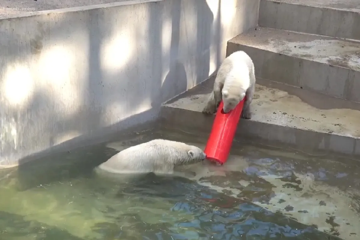 Белка и Стрелка устроили настоящую битву за игрушку в зоопарке Новосибирска