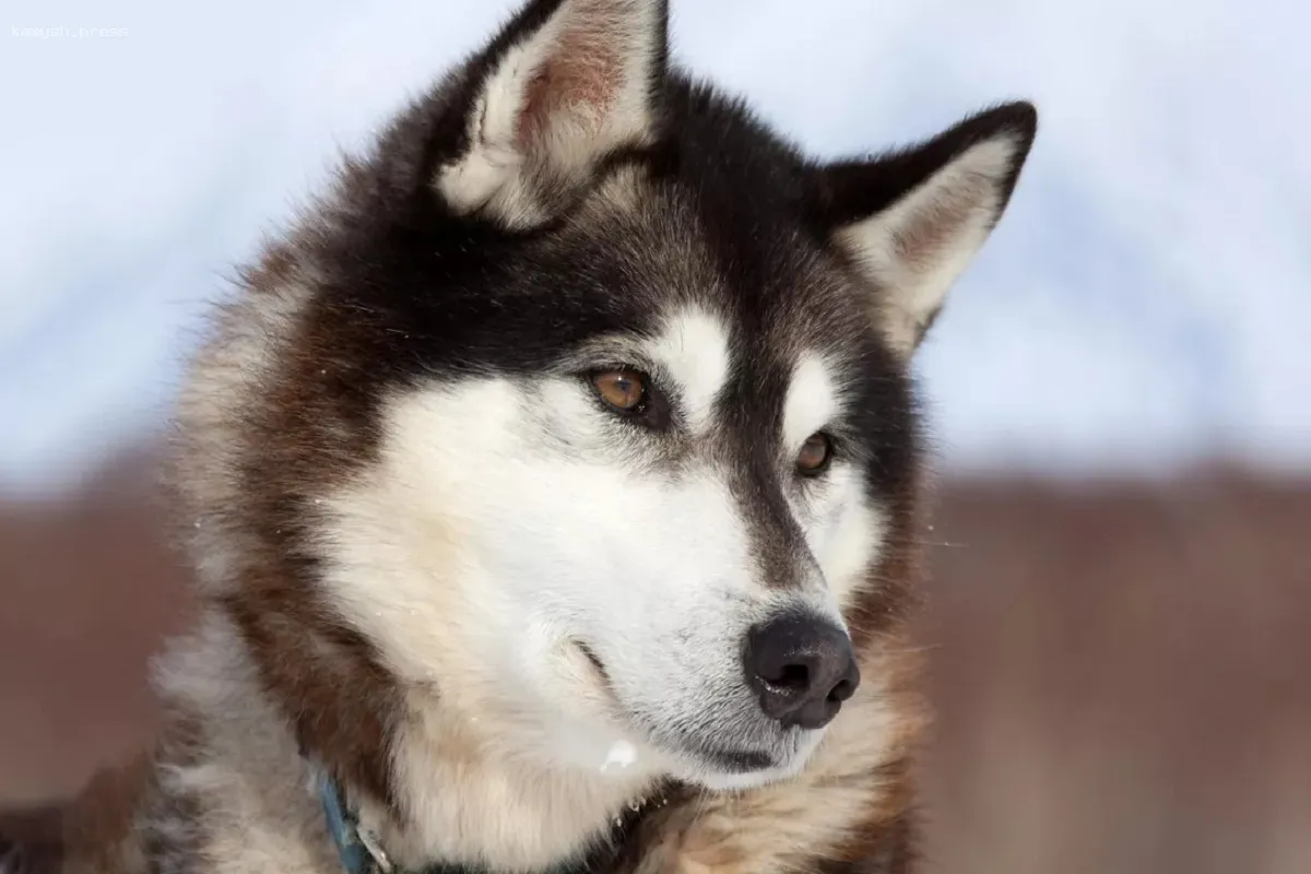 В Новосибирской области рассматривают возможность усыпления опасных собак