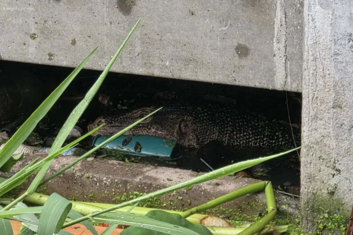 В Таиланде варан напал на новорожденного и съел его