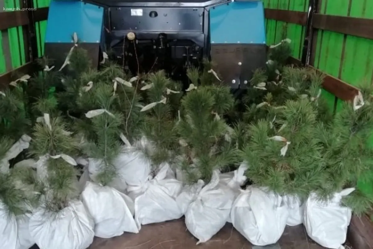 В Новосибирске депутат КПРФ запустил раздачу 100 000 саженцев кедра в соцсетях