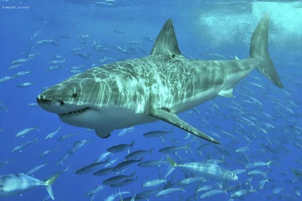 Акулы у берегов Антальи: профессор объясняет причины нахождения хищников в водах Турции