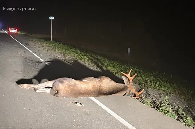 В Новосибирской области девушка была госпитализирована после столкновения с лосем