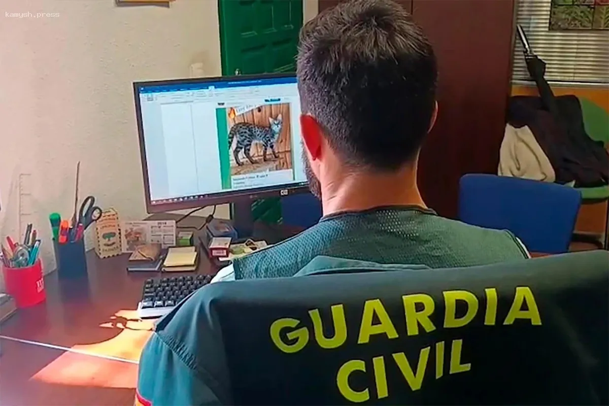 В Испании арестованы россияне за торговлю белыми тиграми и дымчатыми леопардами