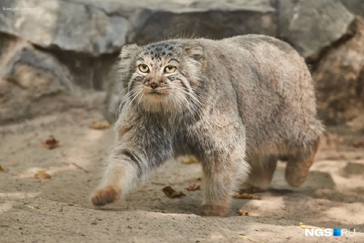 Чистая прибыль Новосибирского зоопарка уменьшилась