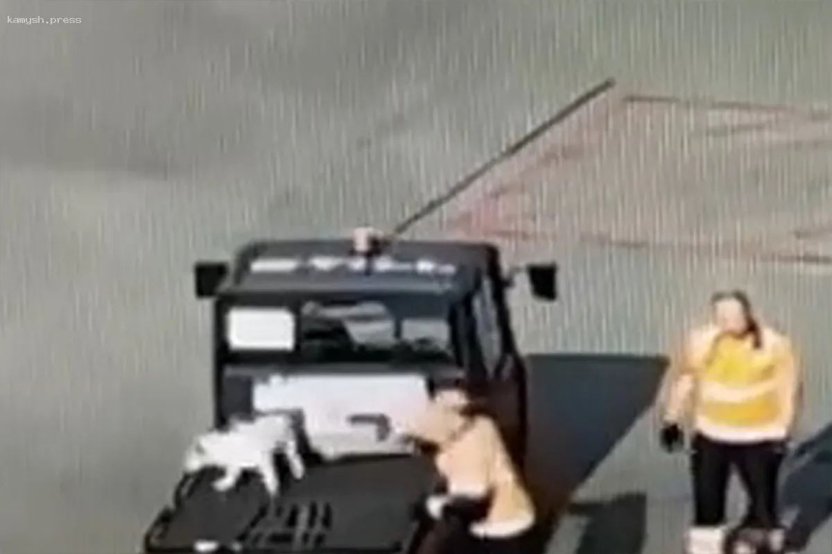 В аэропорту Пулково разыскивают сбежавшую собаку, открывшую переноску во время разгрузки багажа