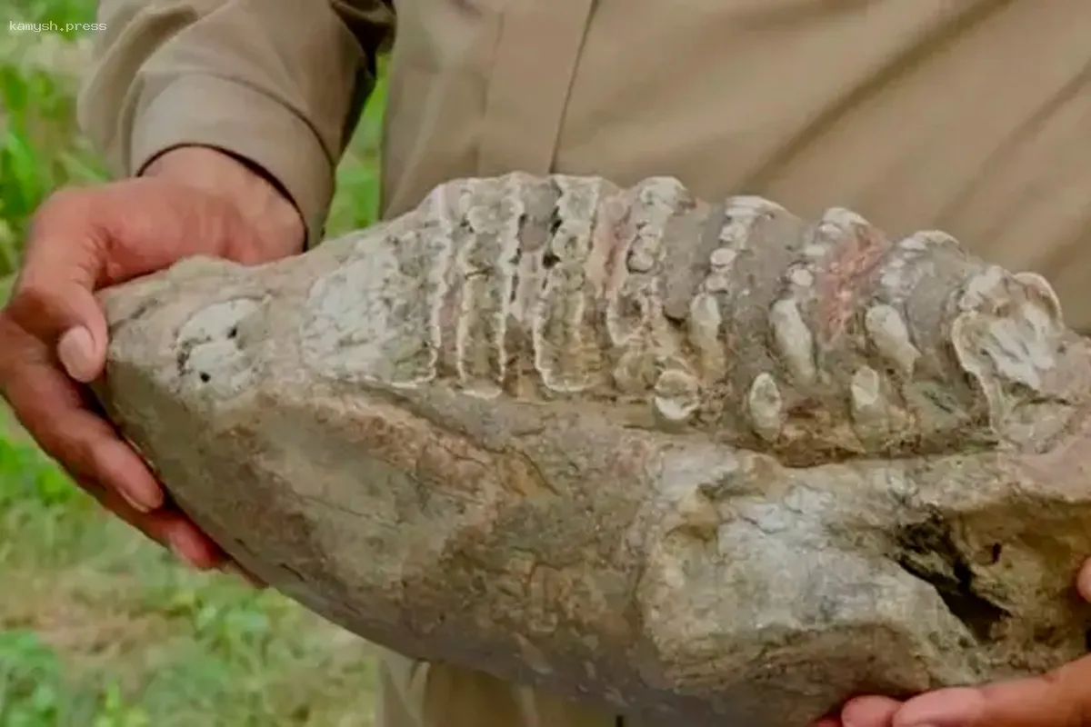 Исследователи открыли новый вид хищного динозавра в Мордовии