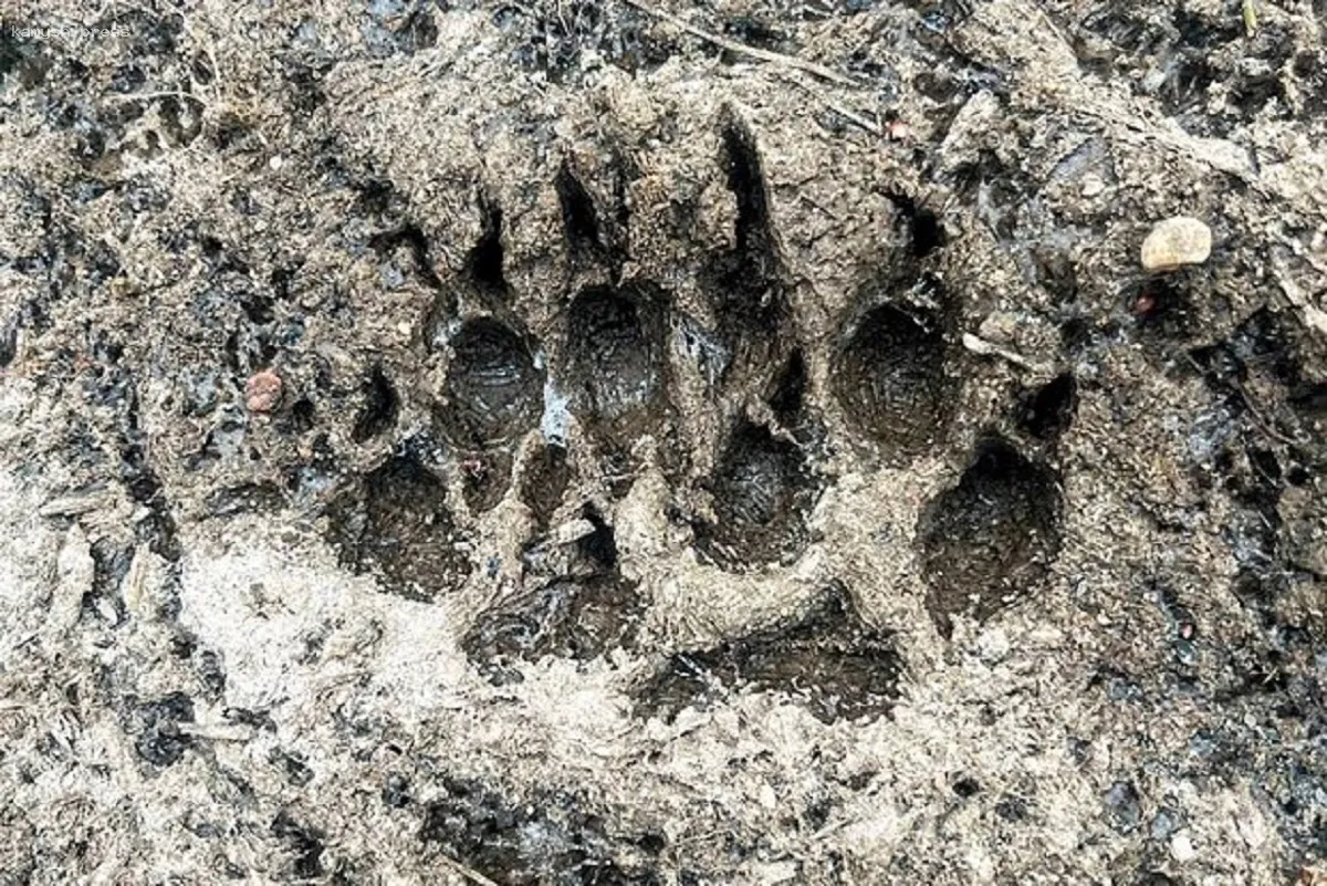 Необычный защитник появился у заброшенного храма Успения Пресвятой Богородицы