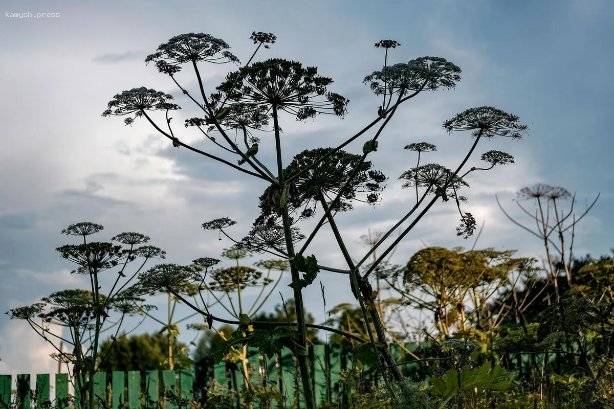 Россельхознадзор планирует искоренить борщевик к концу 2025 года