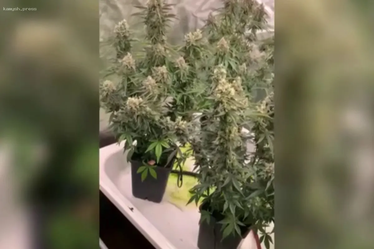 В Ярославле молодая пара задержана за домашнее выращивание конопли