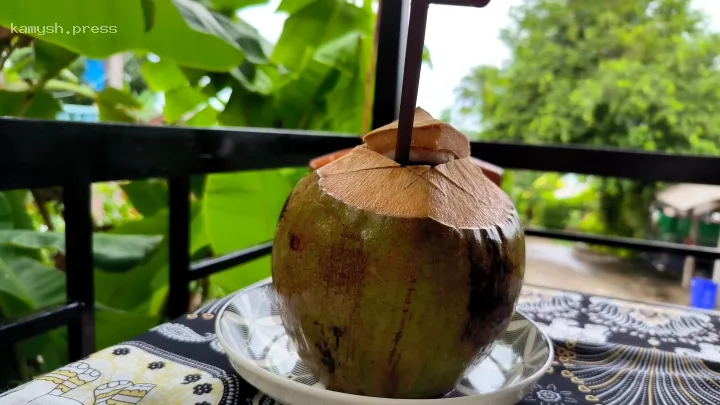 Датчанин умер после употребления кокосового сока, зараженного грибком