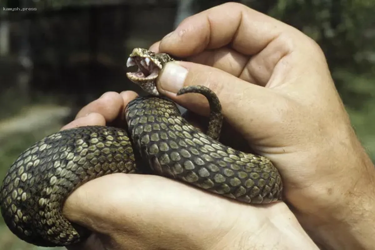 Леса под Москвой кишат гадюками. Что можно и нельзя делать при укусе ядовитой змеи