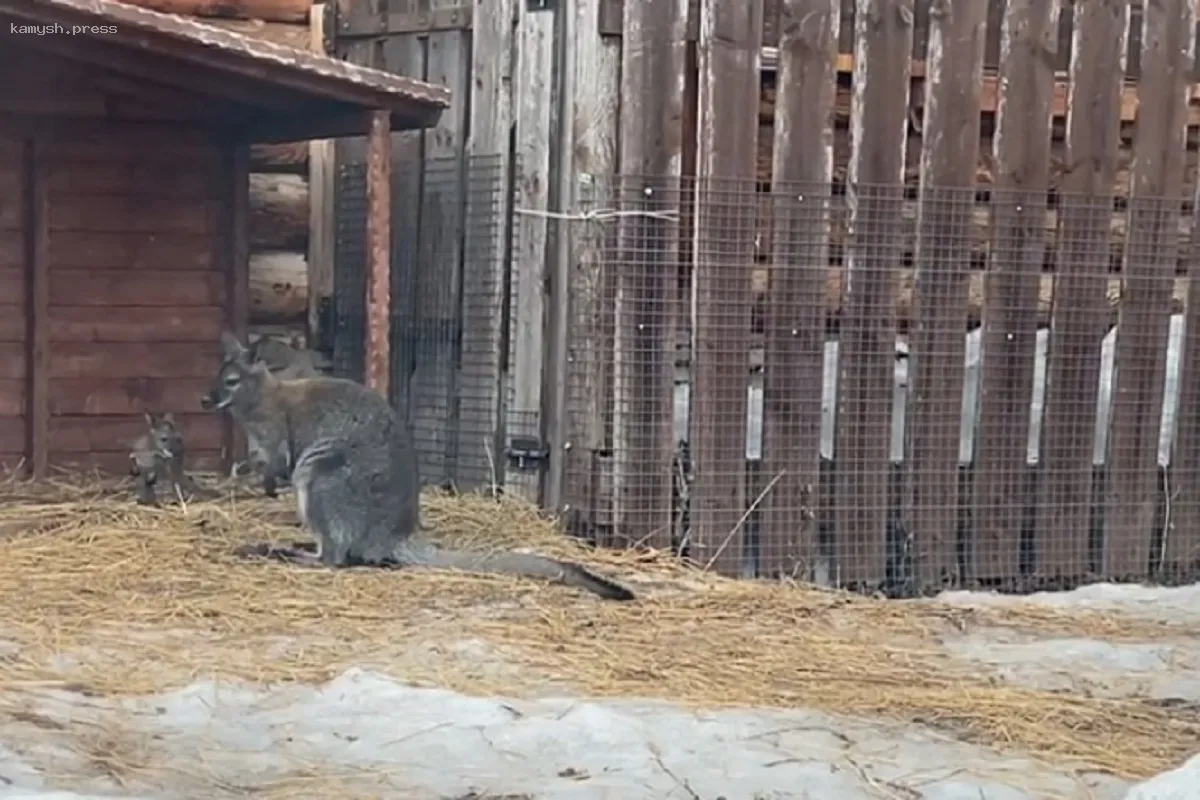 В зоопарке Ижевска родился кенгуренок
