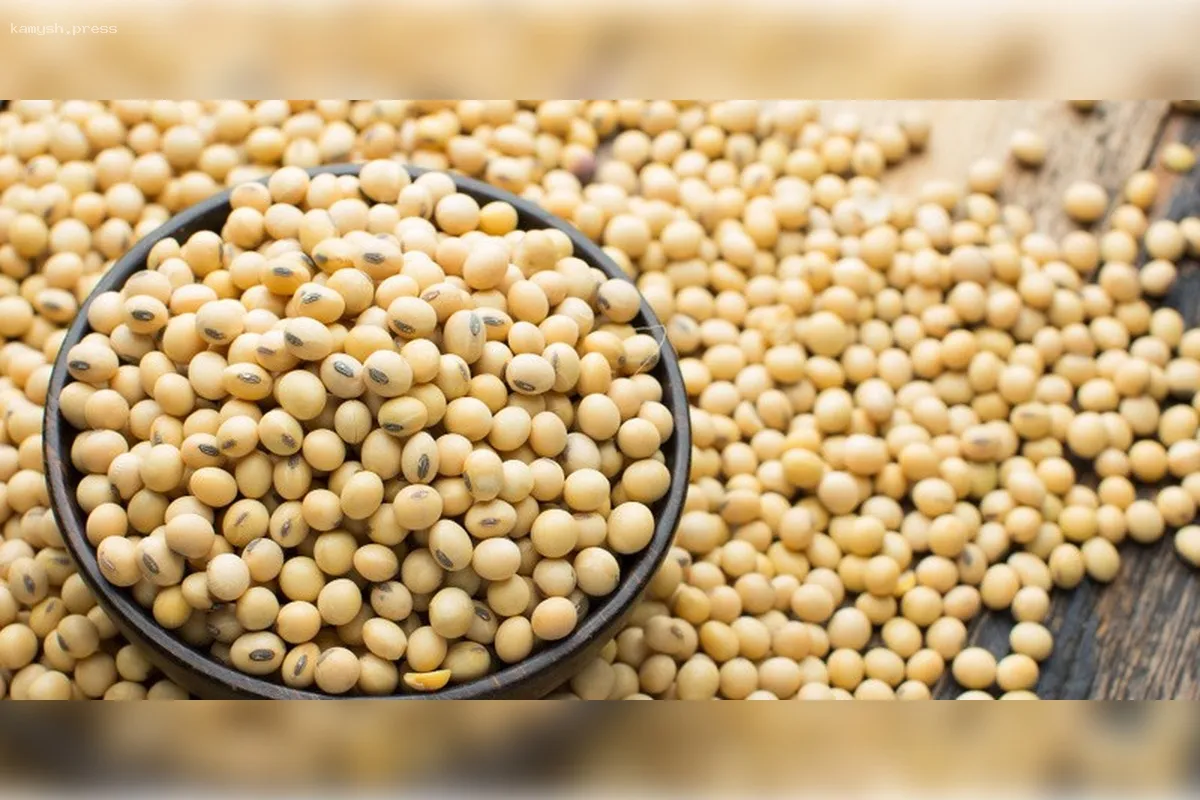 Россия планирует разрешить ввоз генетически модифицированной сои