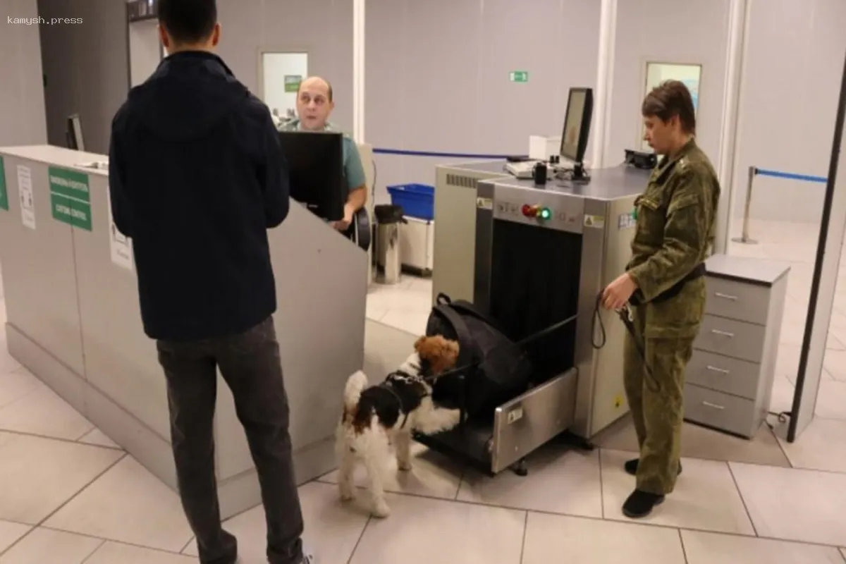 В новосибирском аэропорту фокстерьер Бьерн предотвратил попытку нелегального вывоза крупной суммы денег