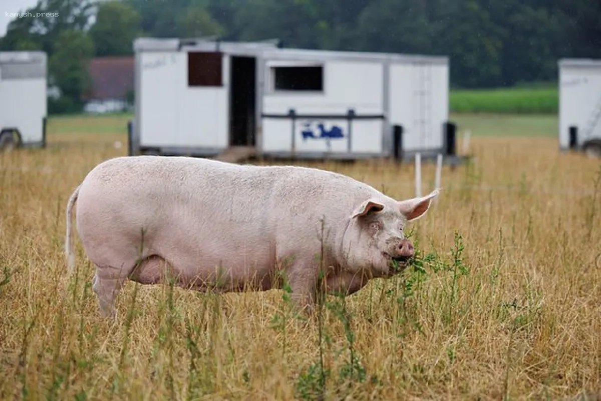 В Германии автобан был полностью закрыт из-за бегущей свиньи