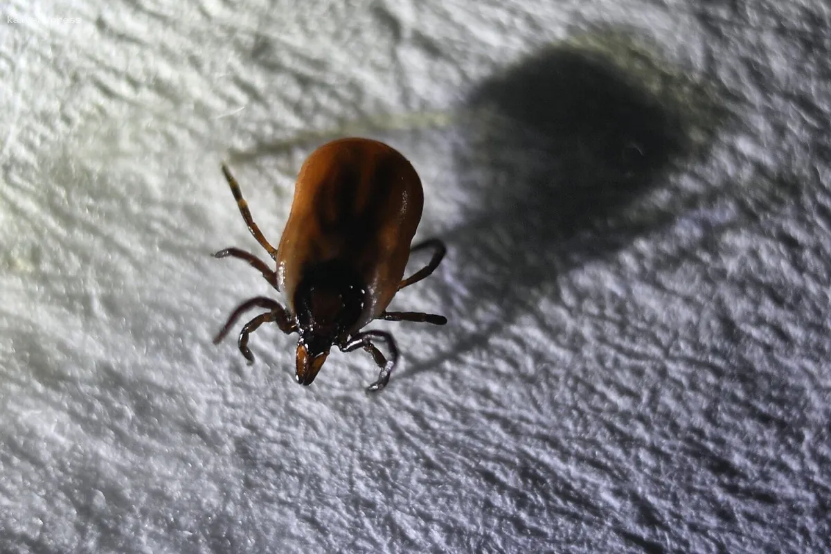 Опубликованы данные о количестве укусов клещей в Петербурге за прошедшую неделю