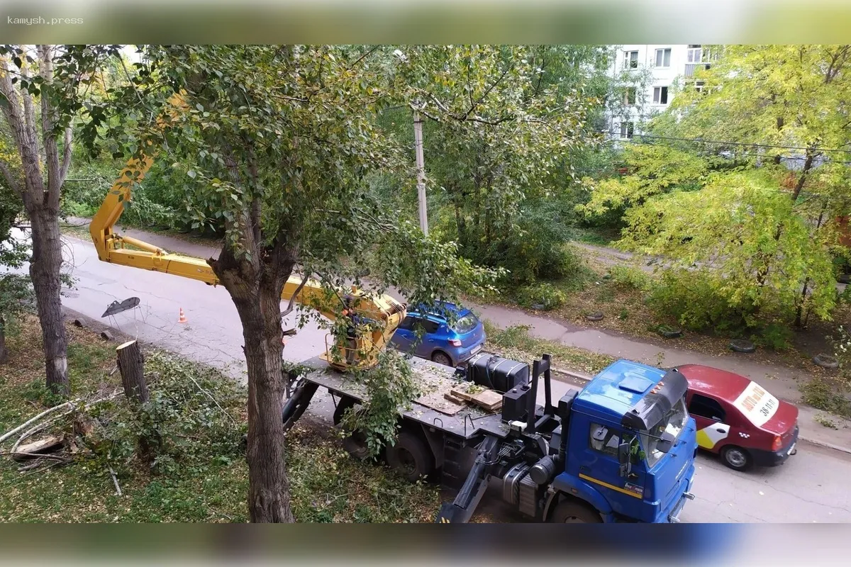 В Омске планируется вырубка свыше 2 тысяч деревьев