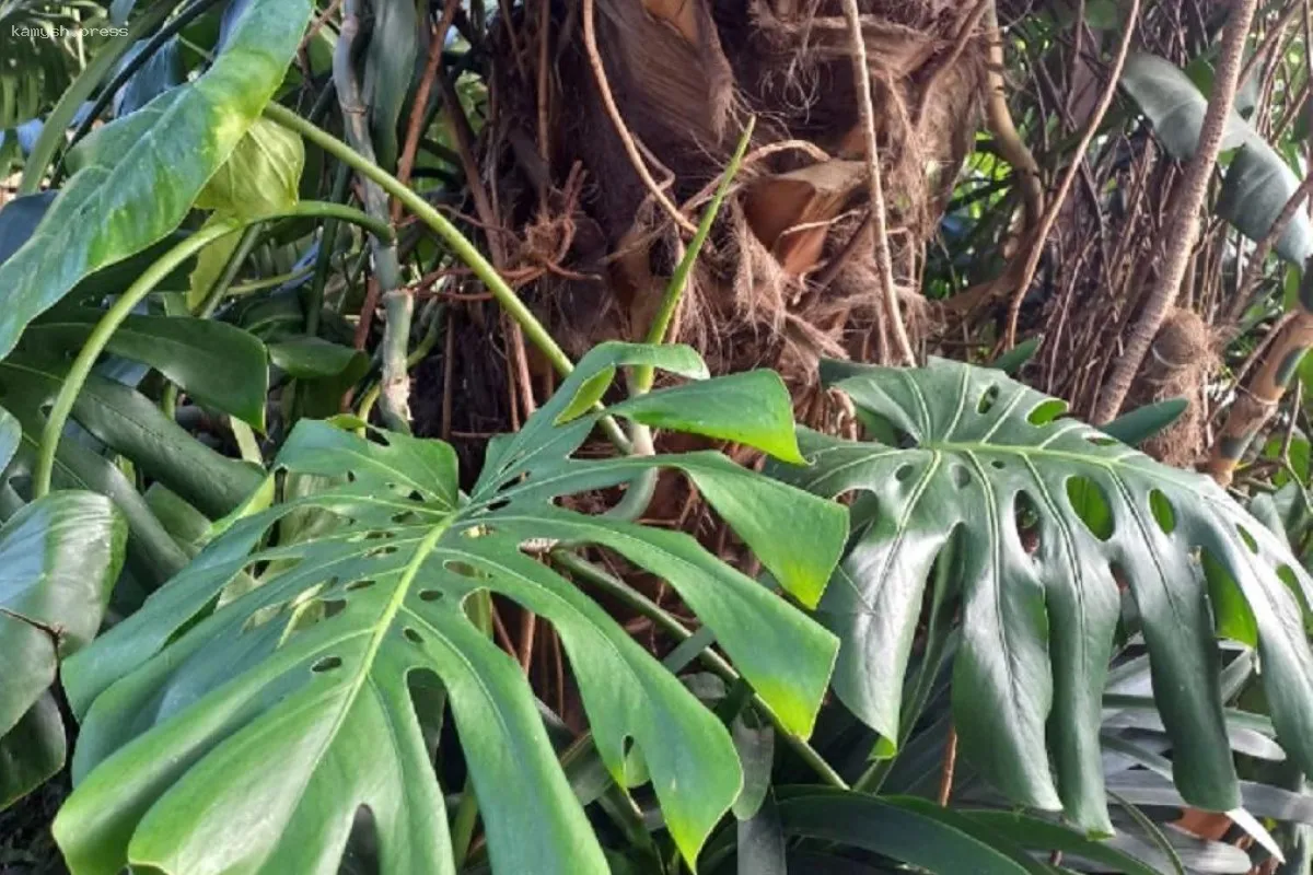 В Индии тигр атаковал, унеся жизни трех женщин