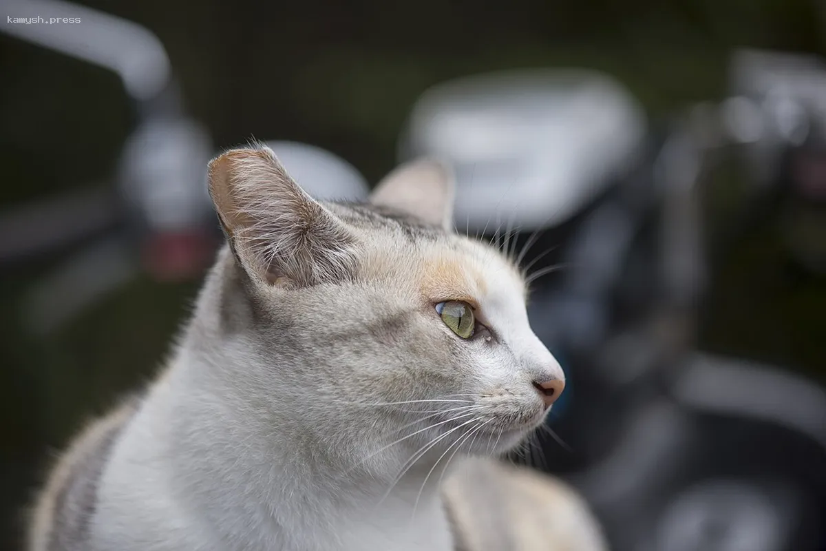 Память о кошках: В Ленинградской области возведут памятник животным, раскрывавшим секреты «юксовской болезни»