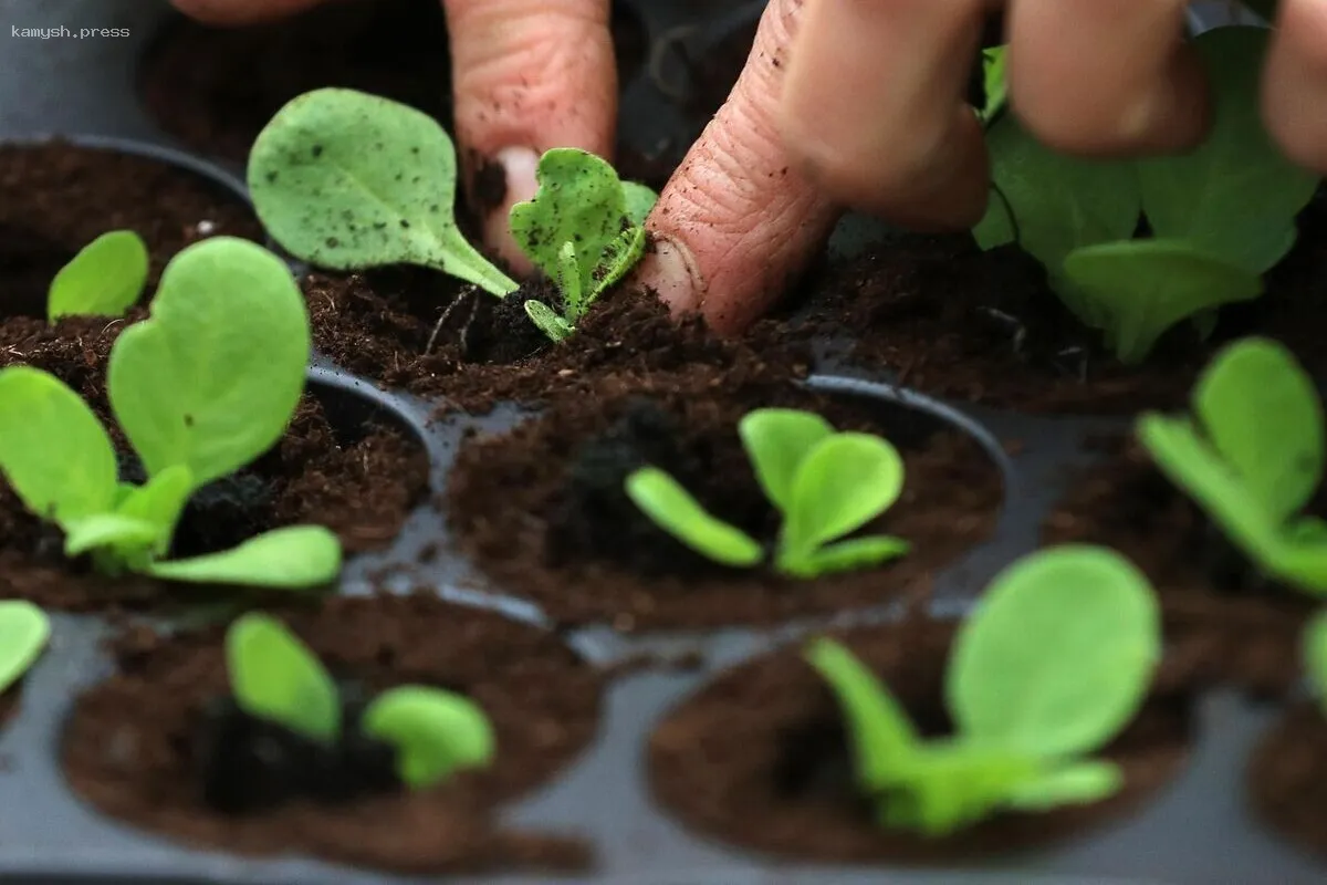 Юрист Даниил Черных-Аипов развеял мифы о запрете на строительство теплиц