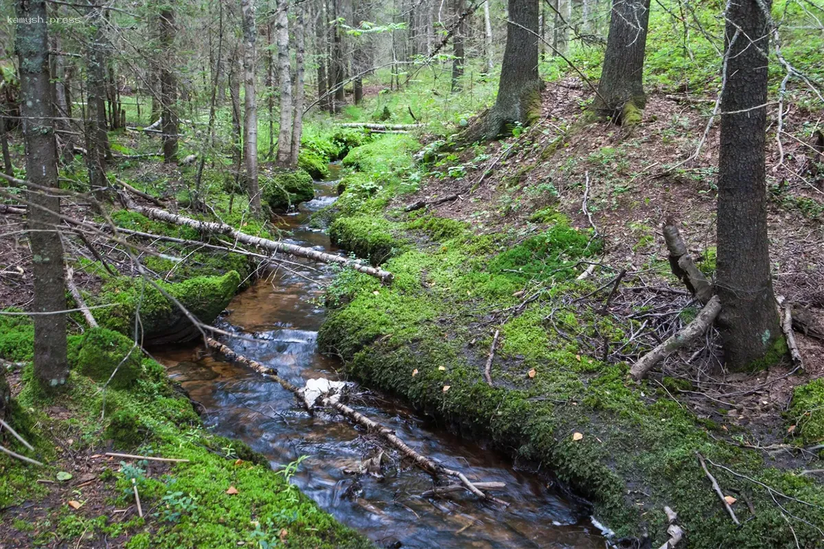 Губернатор Приморского края обратился к Путину с просьбой отменить монополию на лесоустройство