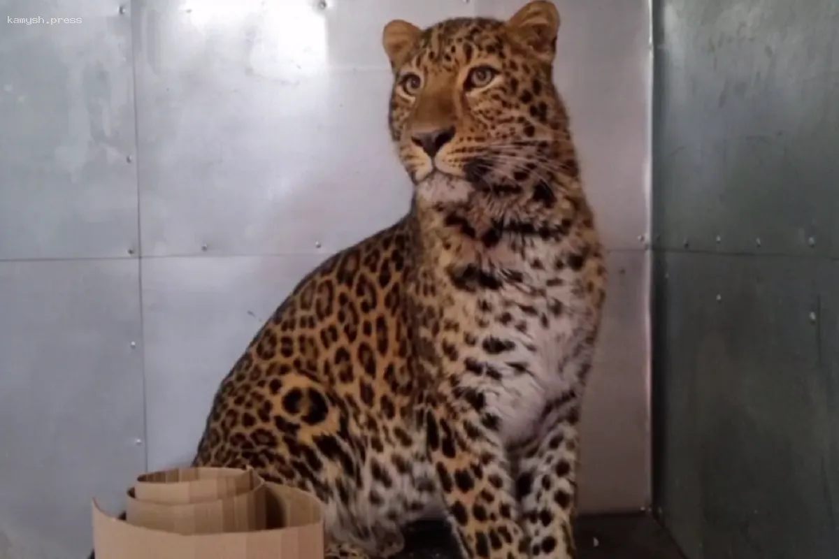 В ярославском зоопарке появился леопард Амур