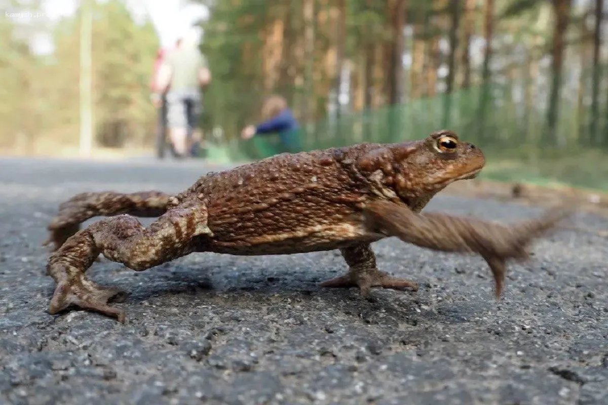 В Новосибирске бетонное ограждение стало преградой для миграции жаб