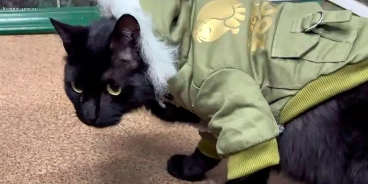 Черный кот Симба из Московского зоопарка получил уникальный подарок