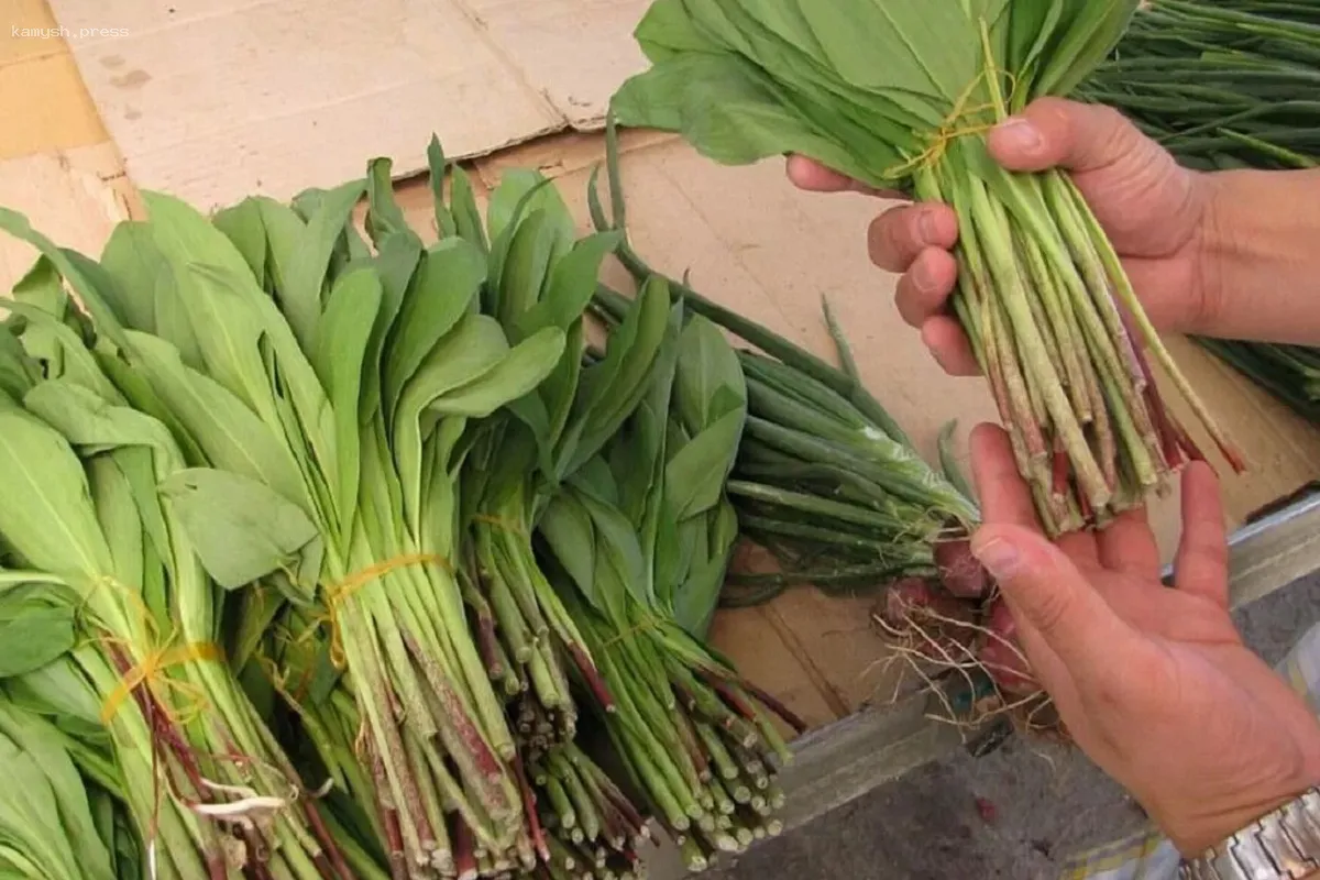 Специалисты предупредили о рисках, связанных с чемерицей