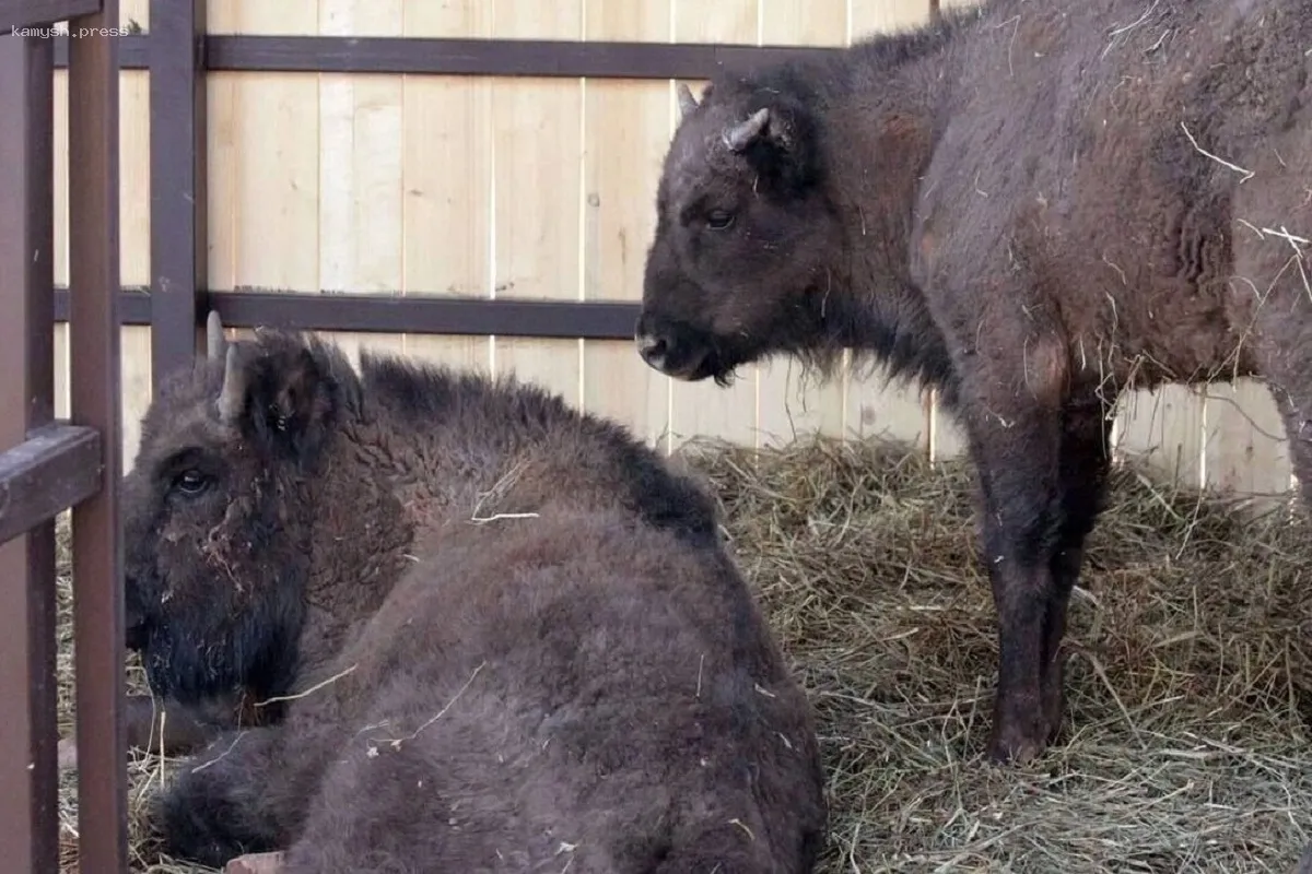 Ижевский зоопарк пополнился зубрами из Беларуси