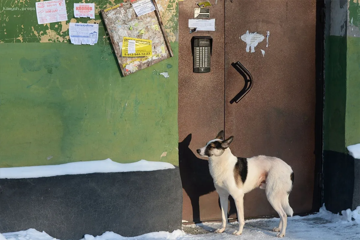 МВД раскрывает мошенническую схему с QR-кодами в подъездах