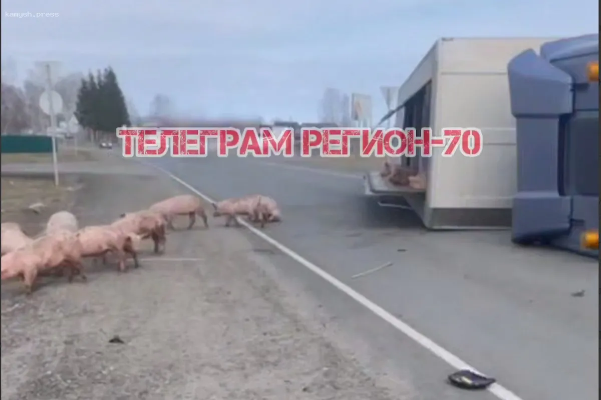 В Томской области произошел переворот грузовика с животными