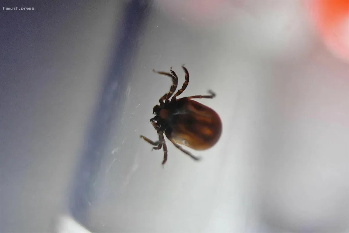 Специалисты объявили о расстоянии, с которого клещи могут обнаружить человека