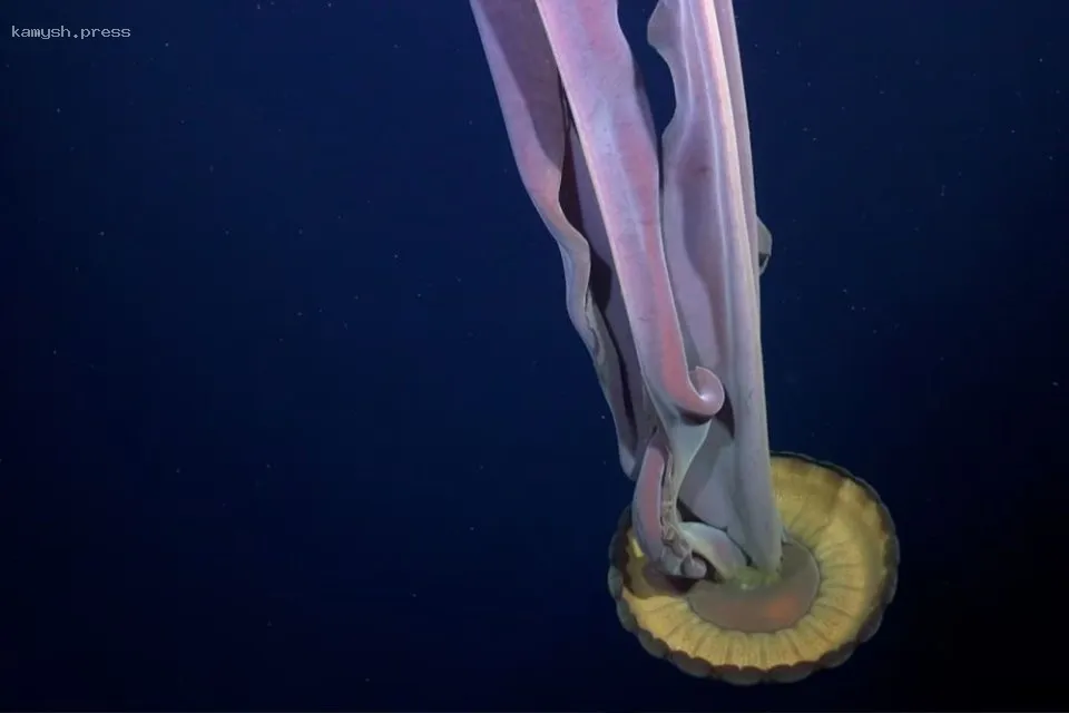 Уникальная экосистема обнаружена под ледником Георга VI