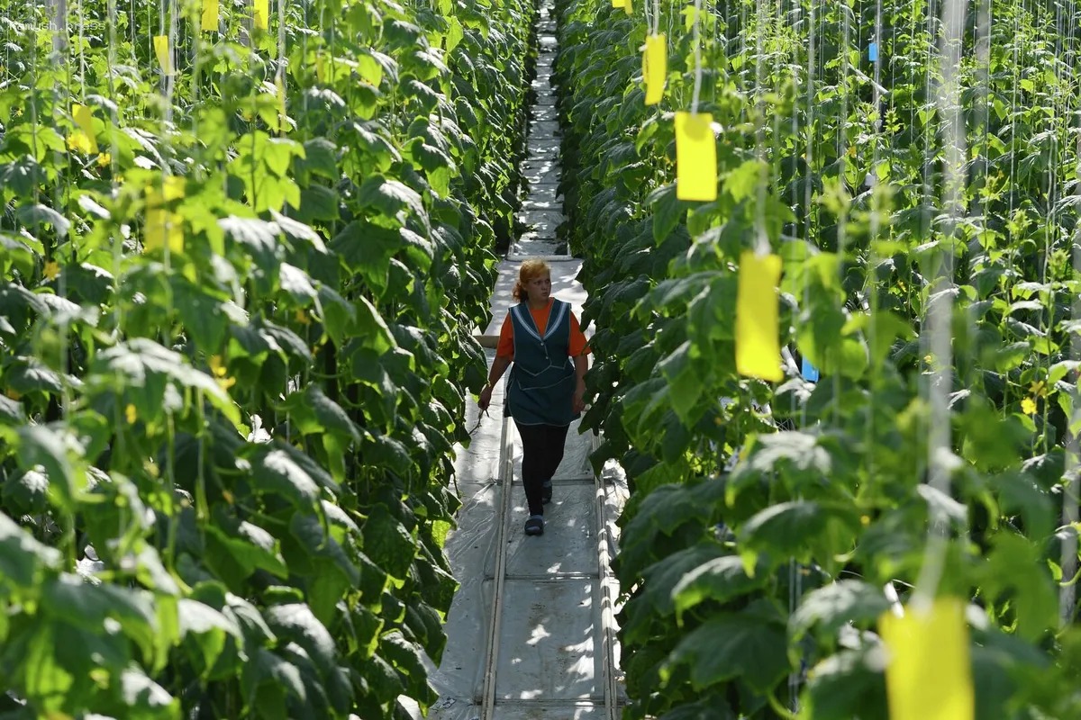 Пермская компания значительно увеличила доходы от реализации овощей