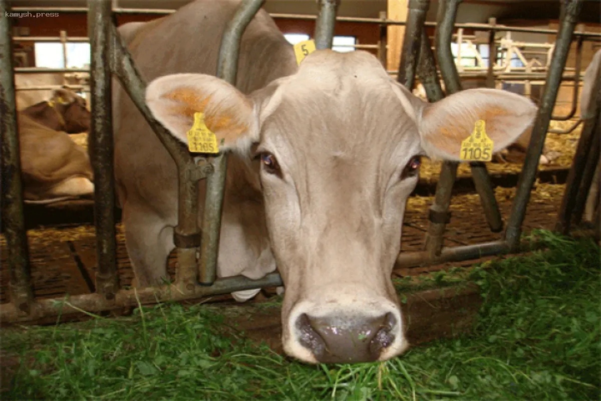 Эмбарго на продукты из России негативно сказалось на молочном и мясном производстве в Финляндии