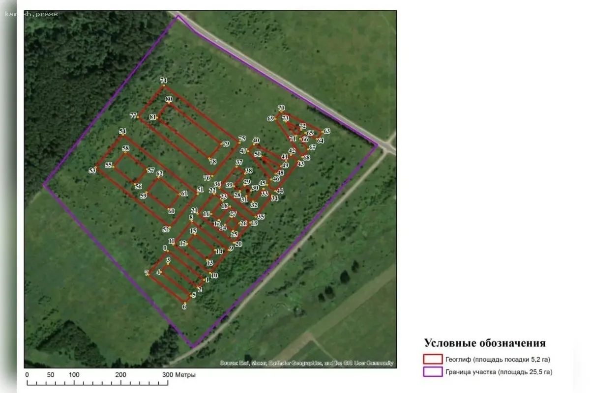 В Владимирской области к 80-летию Победы создадут гигантскую надпись из деревьев
