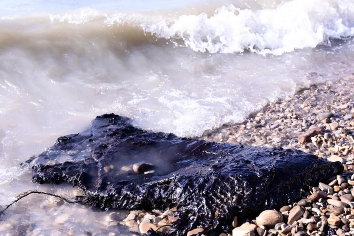 Экологи проанализировали экологическую обстановку берегов Крыма после нефтяной утечки