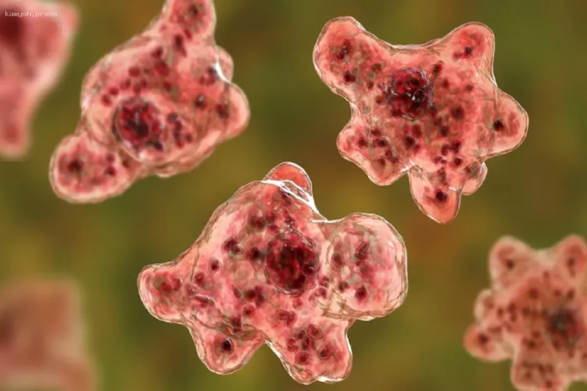 Онищенко предупредил о риске заражения амебой, способной разрушать мозг, при купании в водоемах